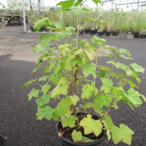 Petits fruits et aromatiques 