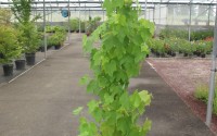 vigne muscat de hambourg