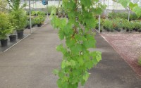 vigne chasselas doré