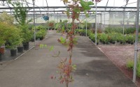 lonicera chevrefeuille 