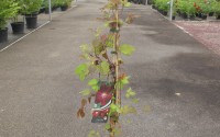 clematite rouge cardinal