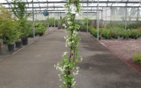 jasmin étoilé trachelospermum jasminoides