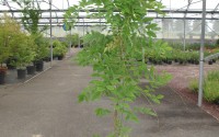 glycine wisteria sinensis