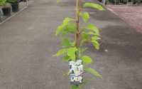 actinidia kiwi