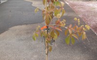 vigne vierge