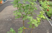 rosier grimpant