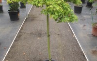 acer palmatum 