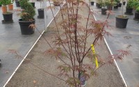 acer palmatum bloodgood