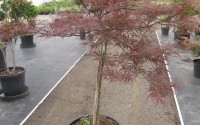 acer palmatum dissectum garnet