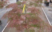 acer palmatum dissectum garnet