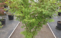 acer palmatum