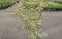 acer palmatum butterfly