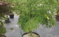 acer palmatum dissectum viridis 