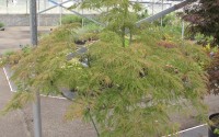acer palmatum dissectum viridis