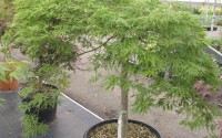 acer palmatum dissectum viridis