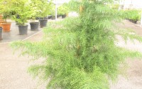 cryptomeria japonica elegans viridis