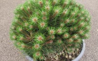 pin pinus mugo mughus