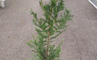 thuya atrovirens
