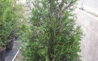 thuya atrovirens