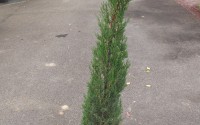 cyprès stricta
