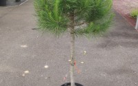 pin parasol pinus pinea