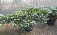 picea pungens glauca globosa