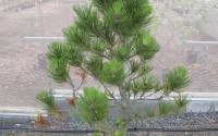 pin noir fastigié pinus nigra fastigiata