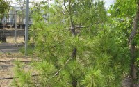 pin griffithii