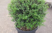 ligustrum jonandrum 