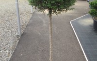 ligustrum jonandrum demi tige