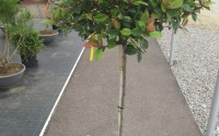photinia little red robin demi tige