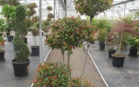 photinia little red robin pompons