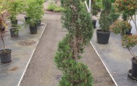 cupressus leylandii spirale
