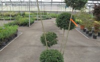 ligustrum jonandrum 