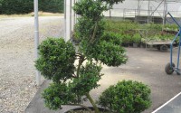 ilex crenata bonsai