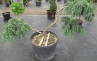 cedre bonsai