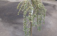 cotoneaster juliette