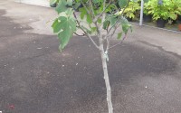 figuier ficus carica