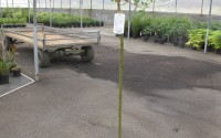 saule crevette salix hakuro nishiki