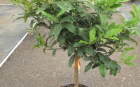 kumquat