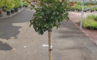 lagerstroemia lilas des indes