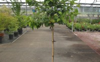 diospyros kaki