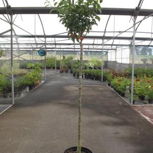 Arbres fruitiers
