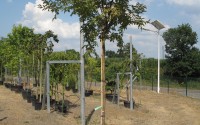 lilas des indes tige lagerstroemia indica