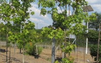 liquidambar styraciflua 