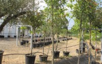 chêne liège quercus suber