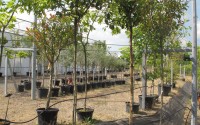 photinia fraseri red robin  tige