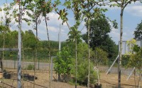 cercis siliquastrum tige