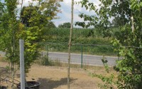 laburnum watereri vossii tige 