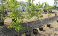 ginkgo biloba